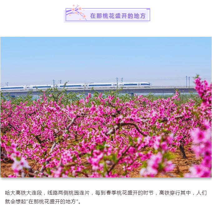 C:\Users\Administrator\Desktop\新建文件夹 (2)\在那桃花盛开的地方.png