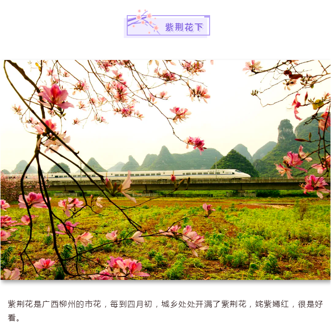 C:\Users\Administrator\Desktop\新建文件夹 (2)\紫荆花下.png