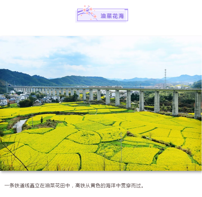 C:\Users\Administrator\Desktop\新建文件夹 (2)\油菜花海.png