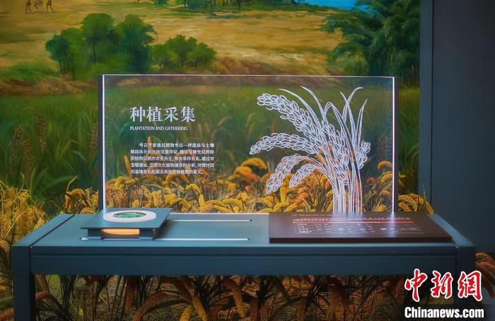 展馆内部。　成都文物考古研究院供图