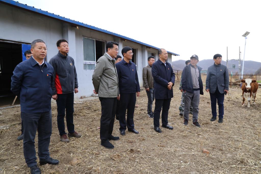 到黄牛养殖场调研
