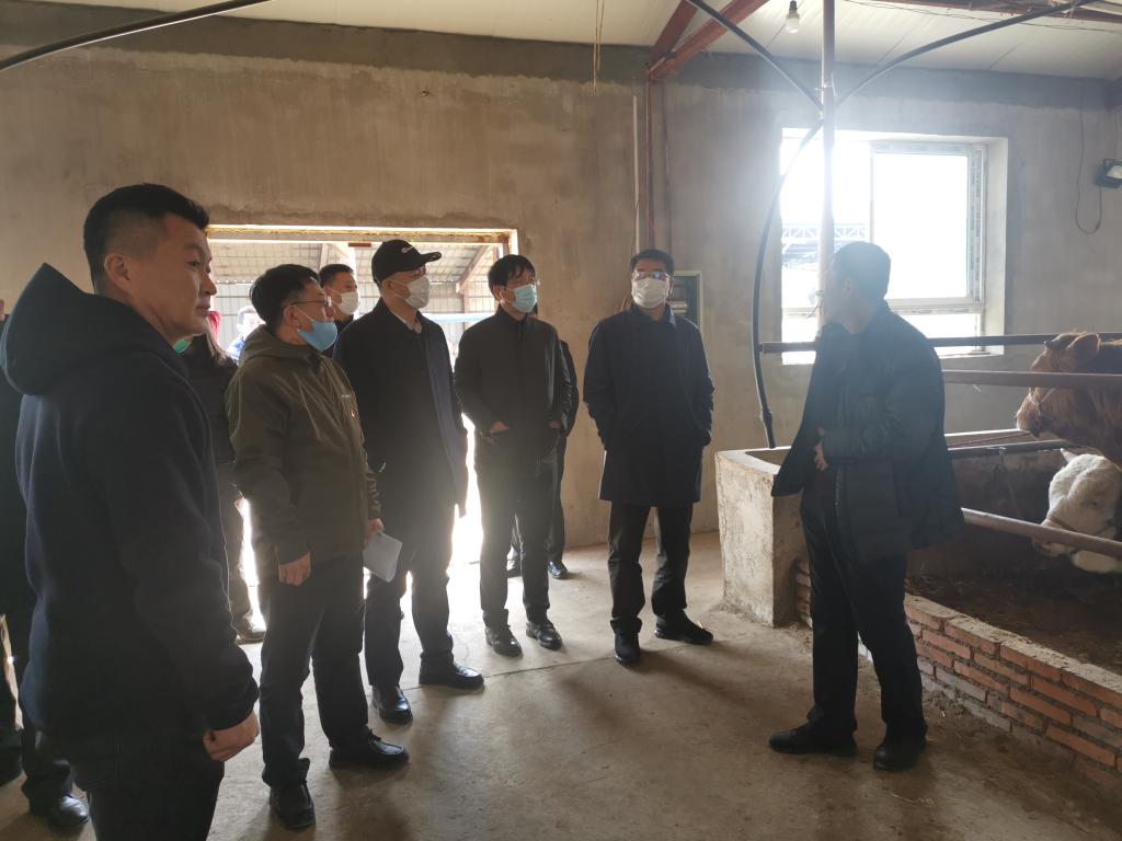 第一书记付德才向学校领导汇报黄牛养殖项目