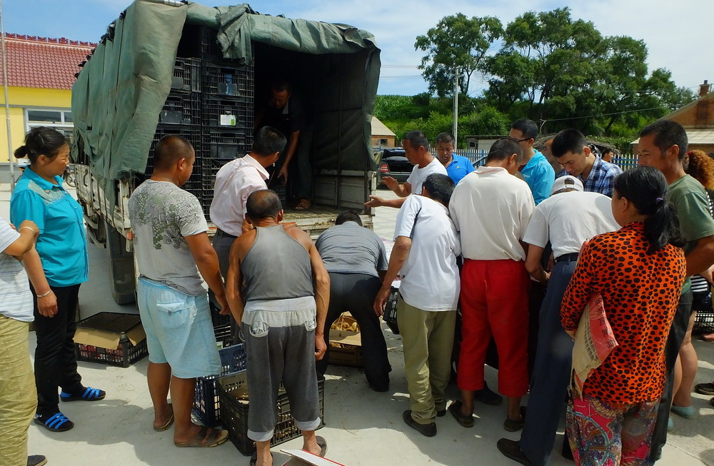 贫困家庭在村委会广场领取鸡雏